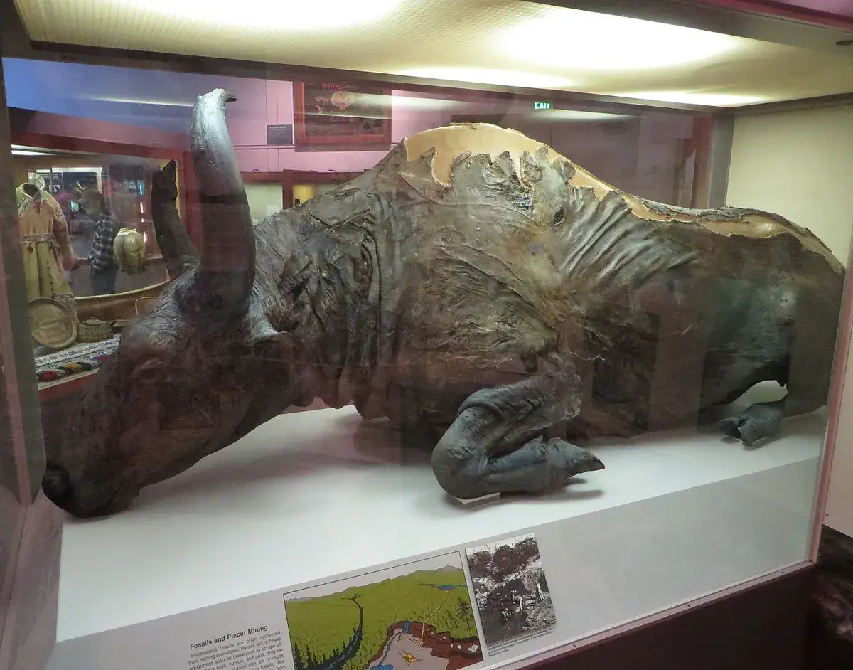 In 1984, scientists ate a stew made from a 50,000-year-old bison.