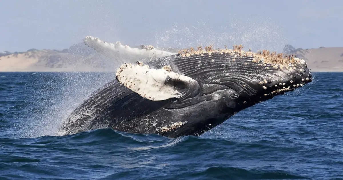 How AI Helped Decode Sperm Whale 'Vowels' — Their Clicks Include Diphthongs Like Human Speech 4 A sperm whale above water