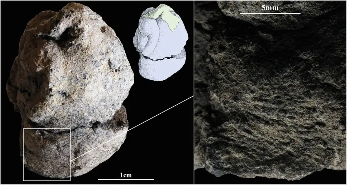 A close-up of the artifact shows the fingerprint of the person who likely created it.