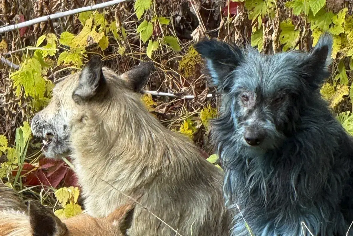 Blue Dogs of Chernobyl