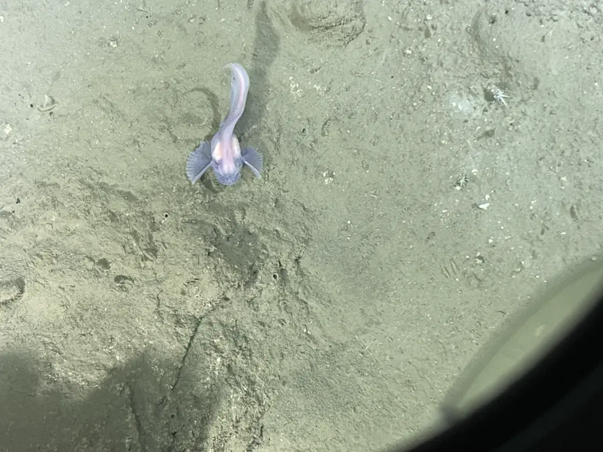 Bizarre Creatures Found Nearly 10,000 Meters Down in Japan’s Deepest Trenches 4 deep-sea fish