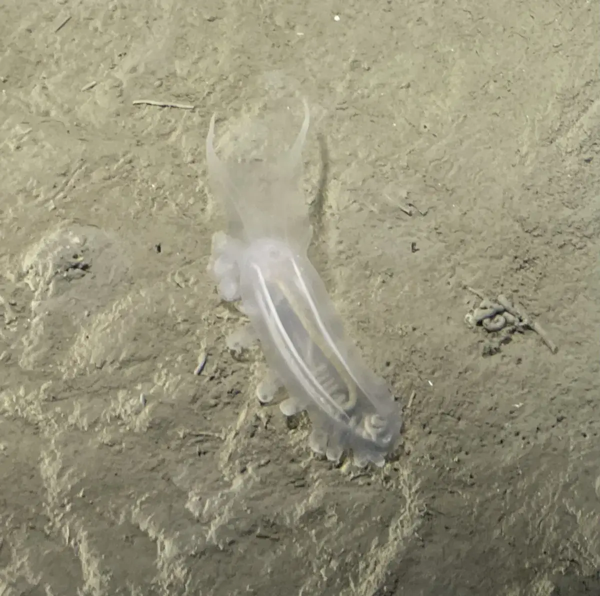 Bizarre Creatures Found Nearly 10,000 Meters Down in Japan’s Deepest Trenches 5 deep-sea marine creature