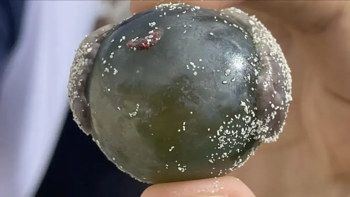 Inside the Sailor's Eyeball: The Giant Single-Celled Alga That Glows 3 Nature's Wonder Reveals the Secret of the 'Sailor's Eye' – a Giant Single-Celled Organism