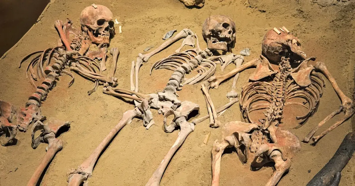 Neanderthals Didn't Vanish — Their DNA Lives on in Us 5 Neanderthal skeletons