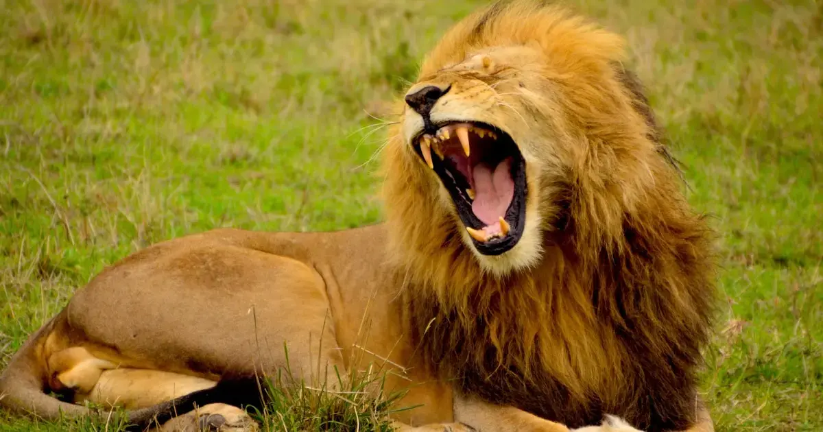 Not Lions or Leopards — African Wildlife Fears Humans Most 3 Not a lion or a leopard: animals have identified Africa's scariest predator.