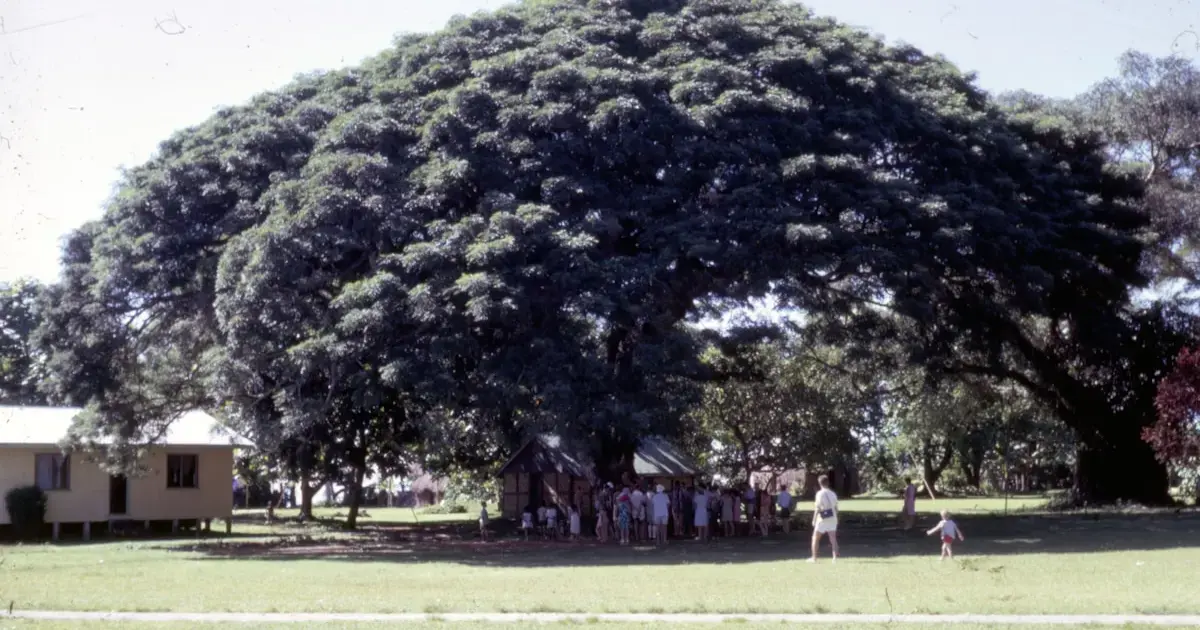 Shea Tree