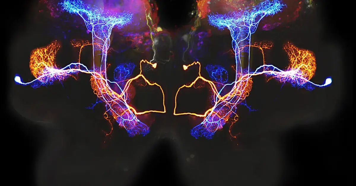 Harmful proteins in people with dementia may begin to accumulate in the part of the brain that processes smell.