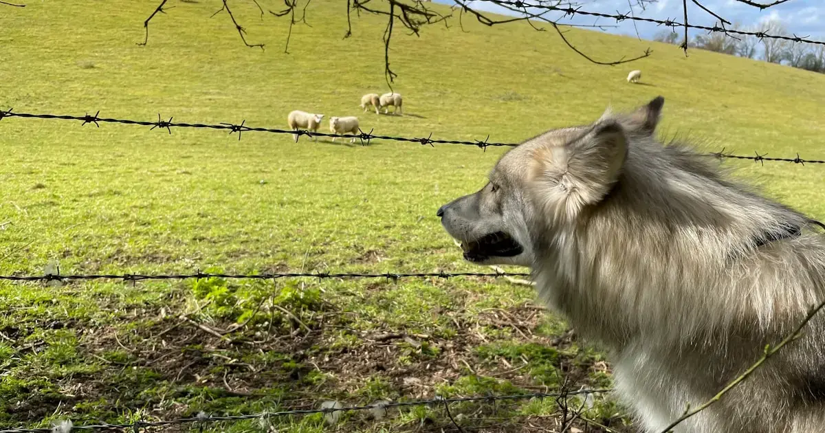 Every Dog Carries Wolf DNA — Here’s What That Actually Means 3 Every dog has a piece of wolf DNA, scientists say.