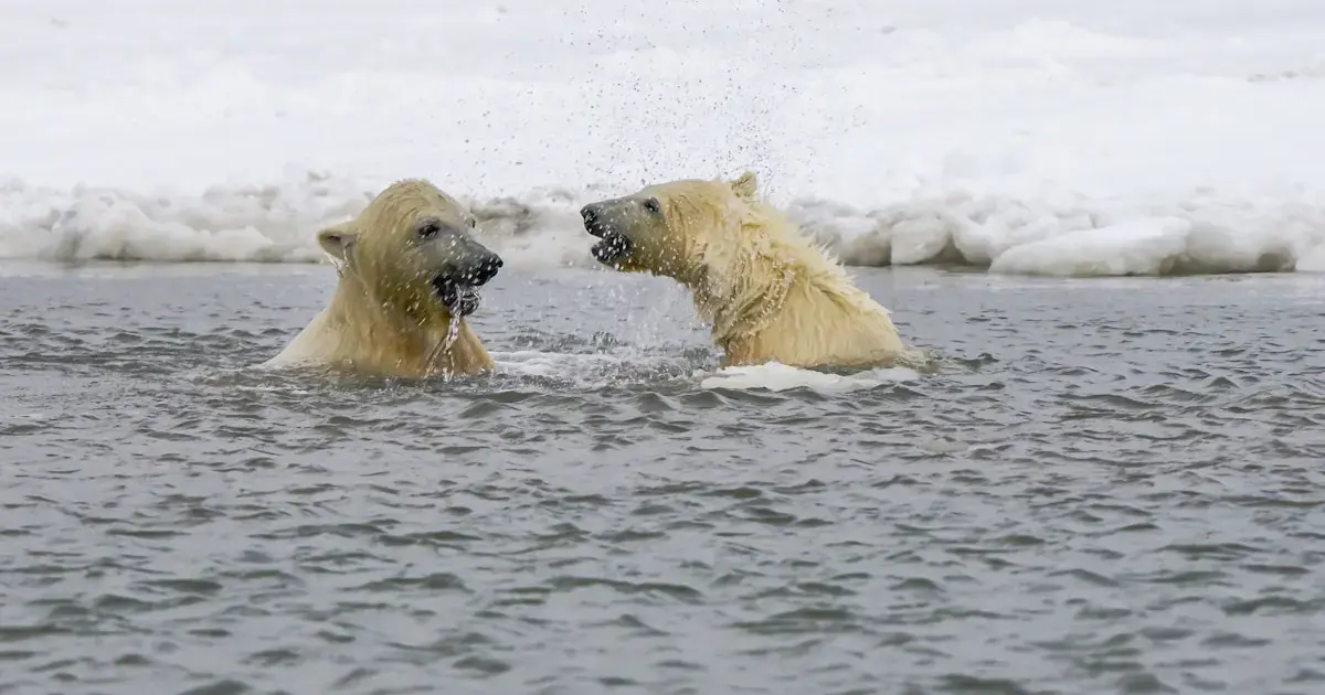 Polar bears' DNA is changing as the Arctic warms 4 polar bears swimming