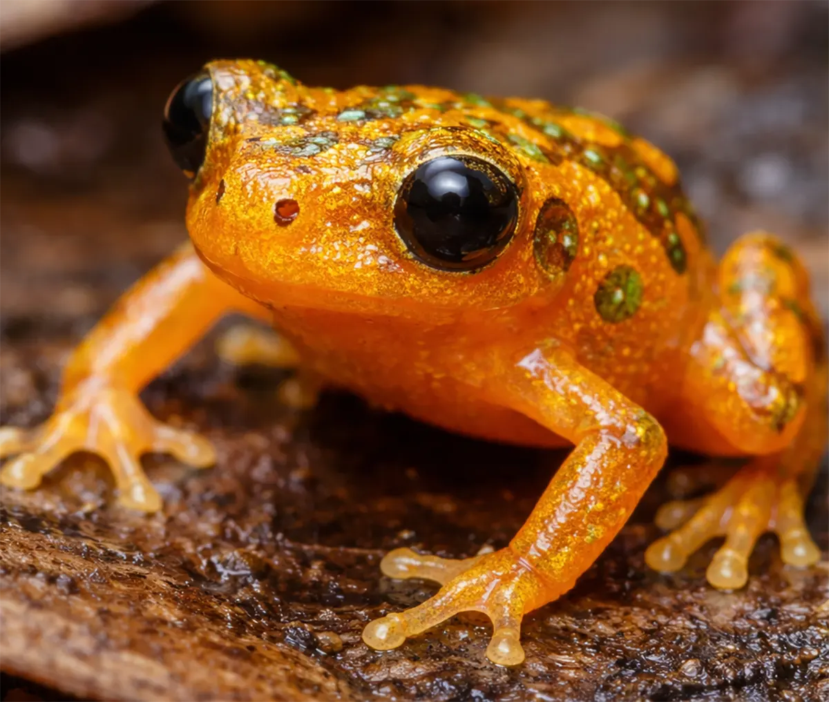 Brachycephalus lulai