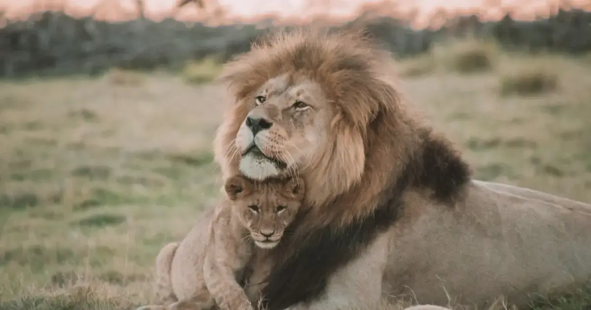 lioness with her cub