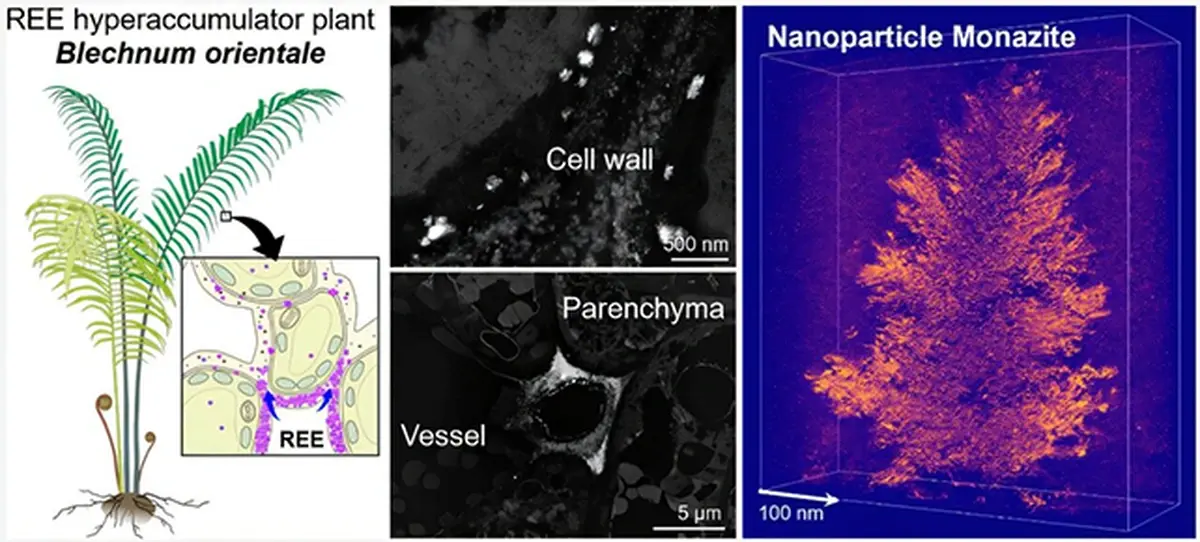 A fern that literally grows rare-earth crystals 4 Researchers found that monazite crystals form in the fern.