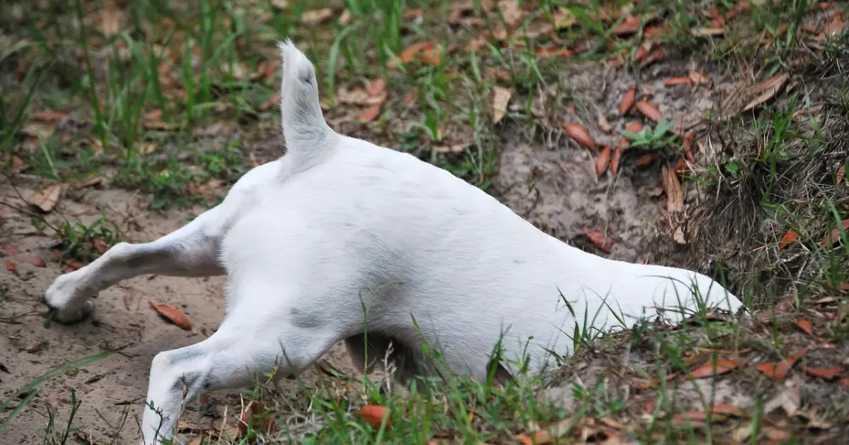 Why Your Dog Hides Stuff — and Why It’s Normal 3 Why Does Your Dog Keep Hiding Everything?