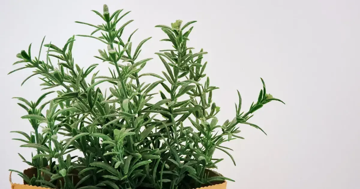 Make Your Food Smell Like a Pine Forest: Herbs That Add a Christmas-Tree Scent 4 potted rosemary