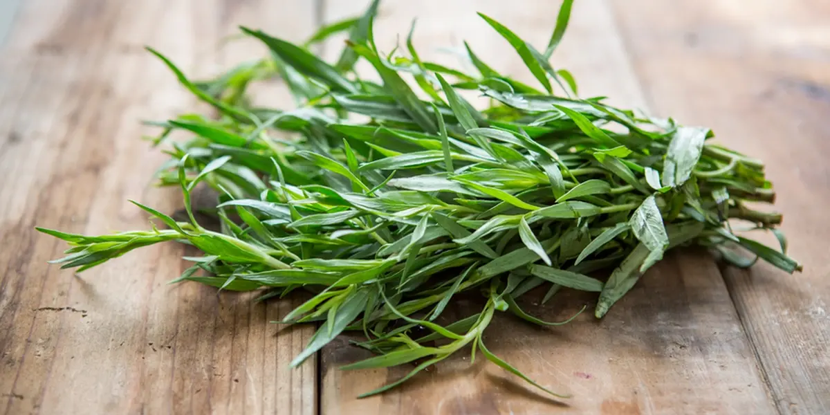 Make Your Food Smell Like a Pine Forest: Herbs That Add a Christmas-Tree Scent 7 Tarragon