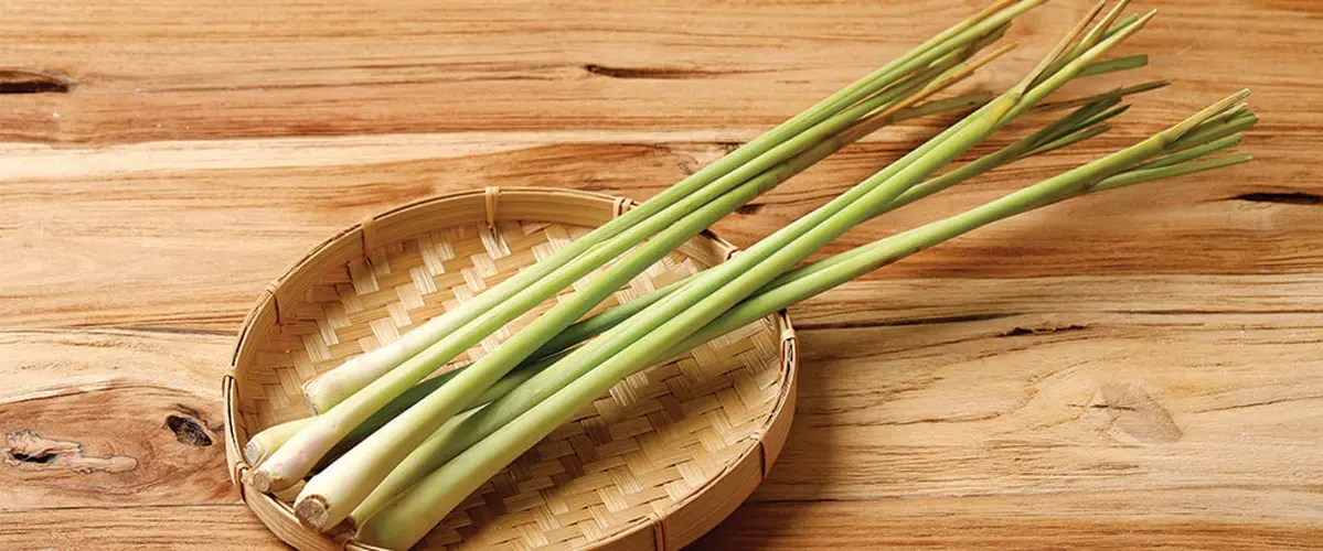 Make Your Food Smell Like a Pine Forest: Herbs That Add a Christmas-Tree Scent 10 Lemongrass