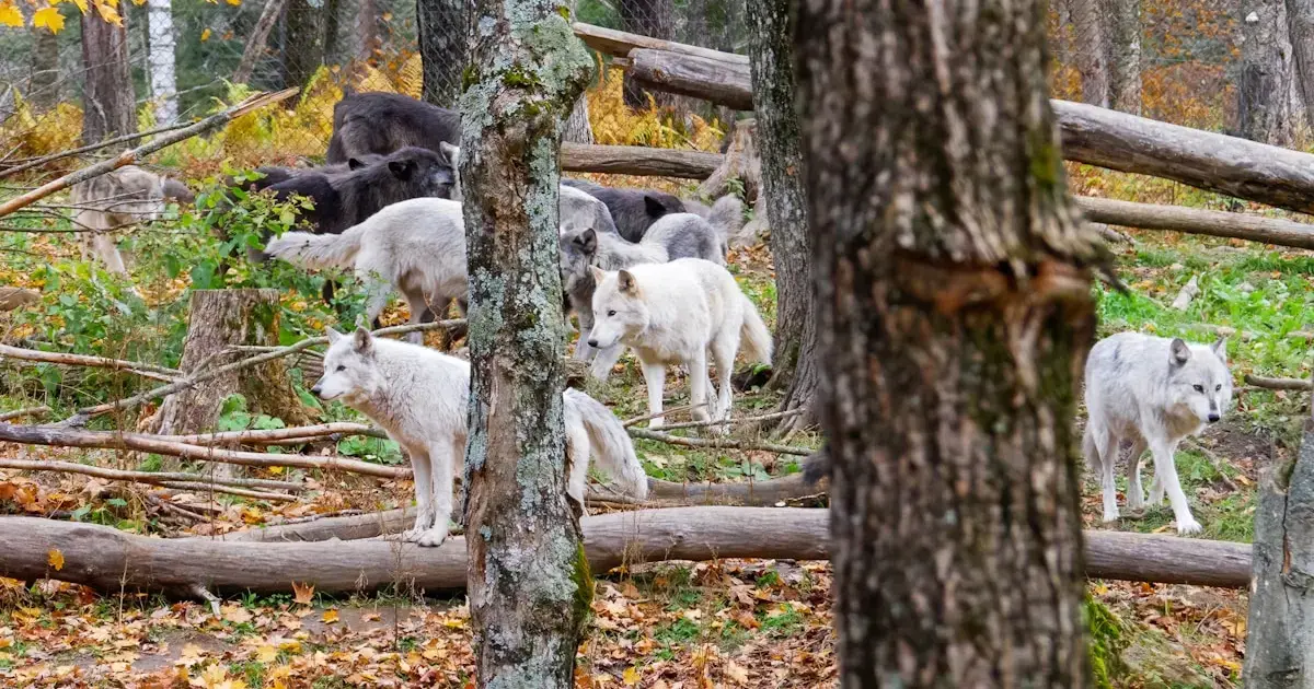 On a tiny Baltic island, ancient people may have kept wolves like dogs 4 a wolf pack in the forest