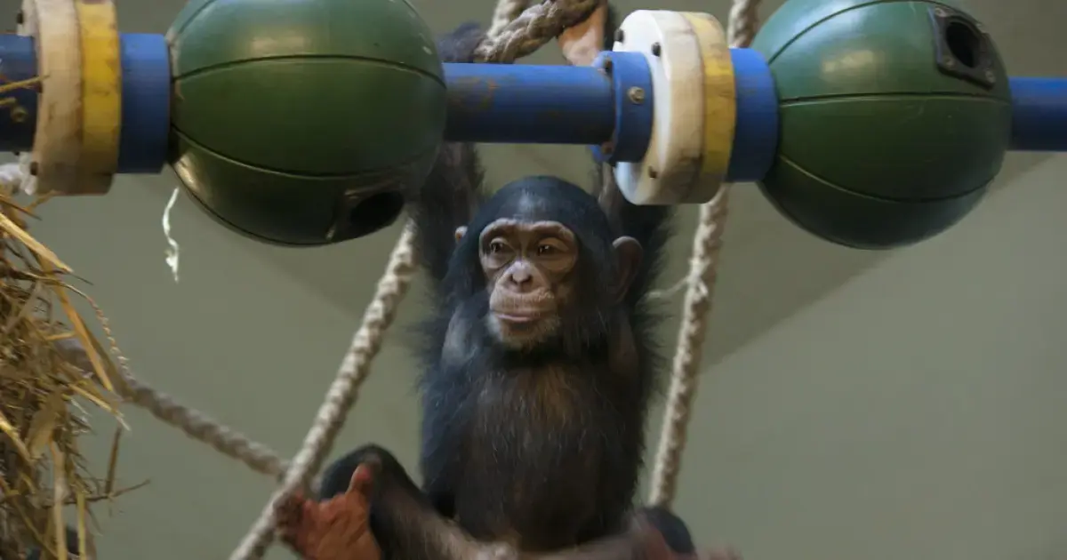 Baby Chimpanzees Take the Biggest Risks — Not Teenagers 3 How Humans Are Like Baby Chimpanzees: They Love Risk
