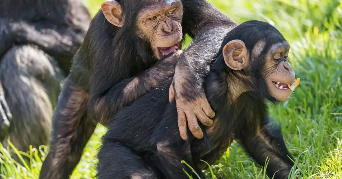 Baby Chimpanzees Take the Biggest Risks — Not Teenagers 4 Chimpanzee with Infant