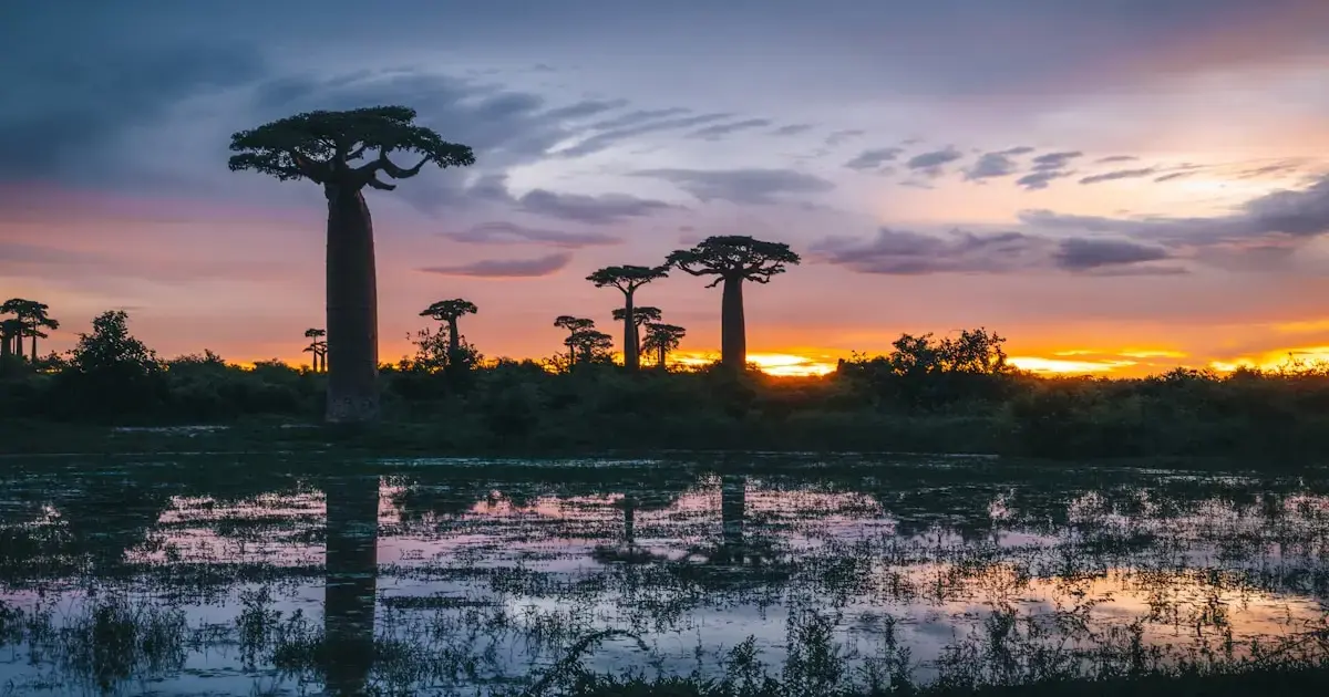 The Avenue of the Baobabs in Madagascar