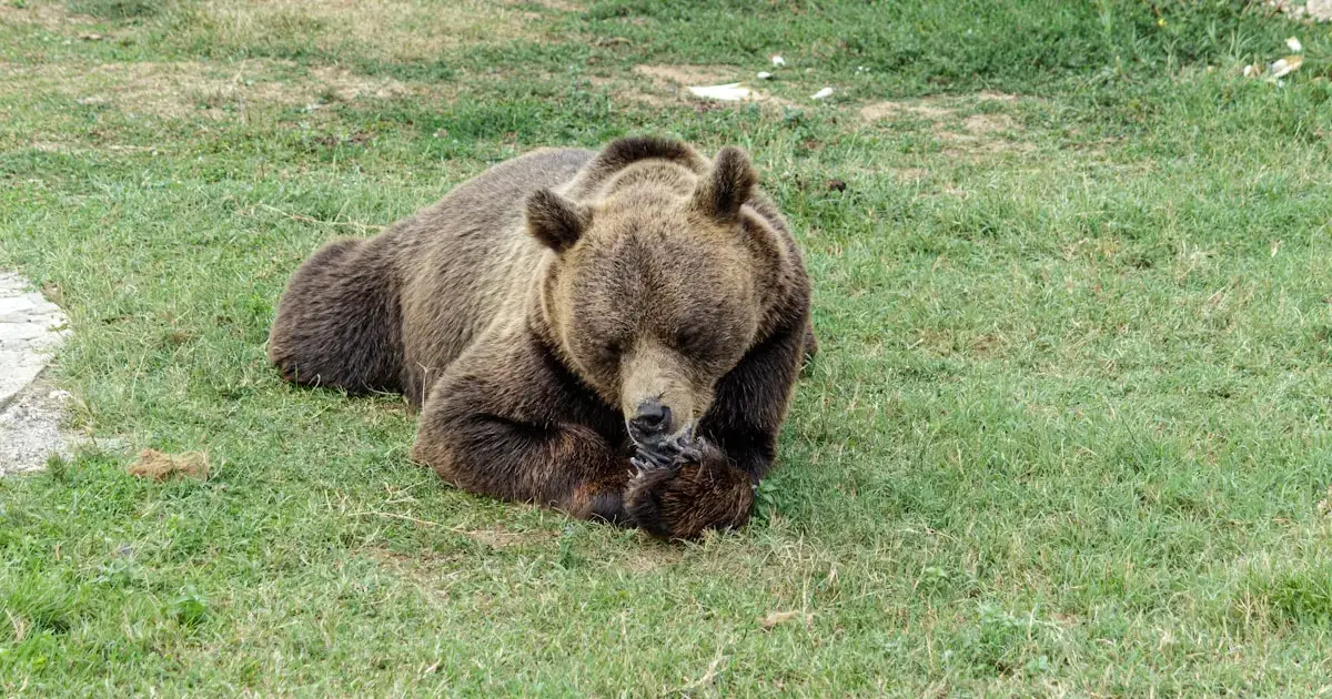 Real-life Baloo: Wild bears have become friendlier toward humans