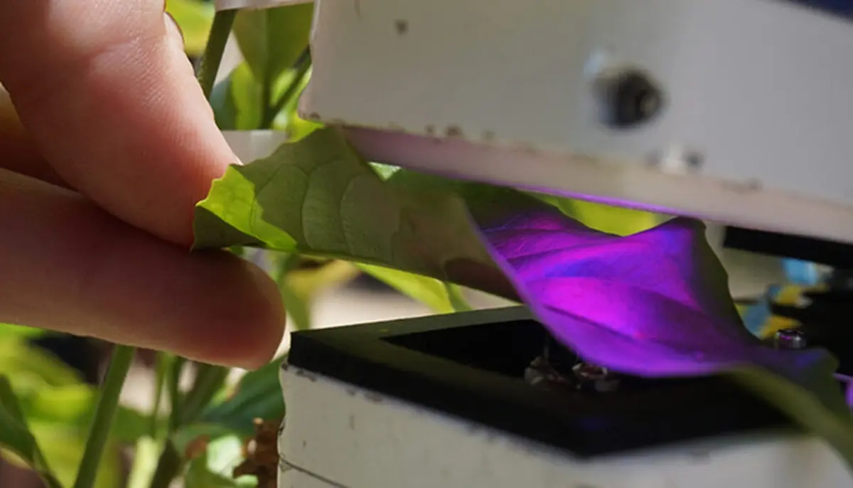 A scientist measuring the rate of photosynthesis in a leaf.