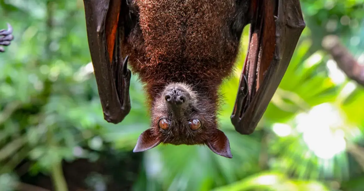 What to know about the deadly Nipah outbreak spreading in India 5 A bat in a tree.