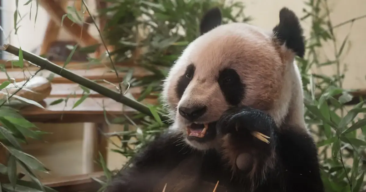 Like pandas, humans can eat bamboo too, but there are a few caveats.