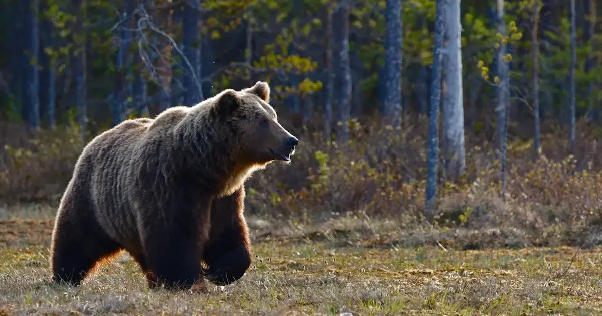 A brown bear in the forest