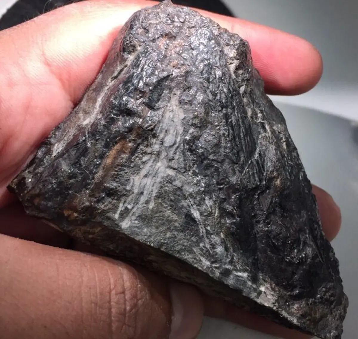 The 300‑Million‑Year‑Old "Salad Eater" That Helped Kickstart Herbivory on Land 4 Fossilized skull of Tyrannoroter