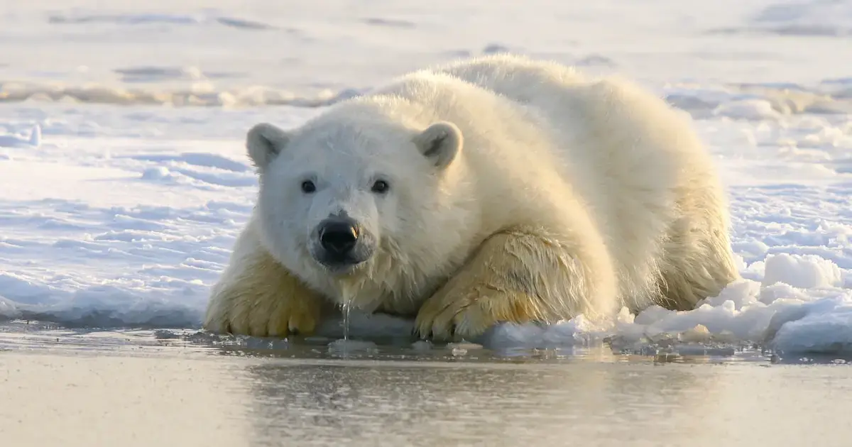 Why Spitsbergen's polar bears are getting fatter despite melting ice 4 polar bear
