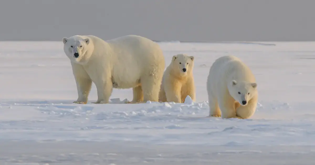 Why Spitsbergen's polar bears are getting fatter despite melting ice 5 polar bear with her cubs