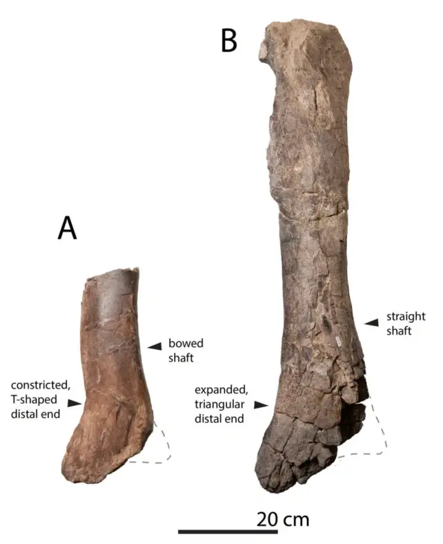 New Mexico's 74‑Million‑Year‑Old Tyrannosaur Was a Giant Long Before T. rex 4 Tyrannosaur bones