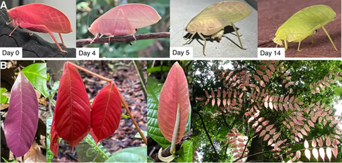 Pink grasshoppers