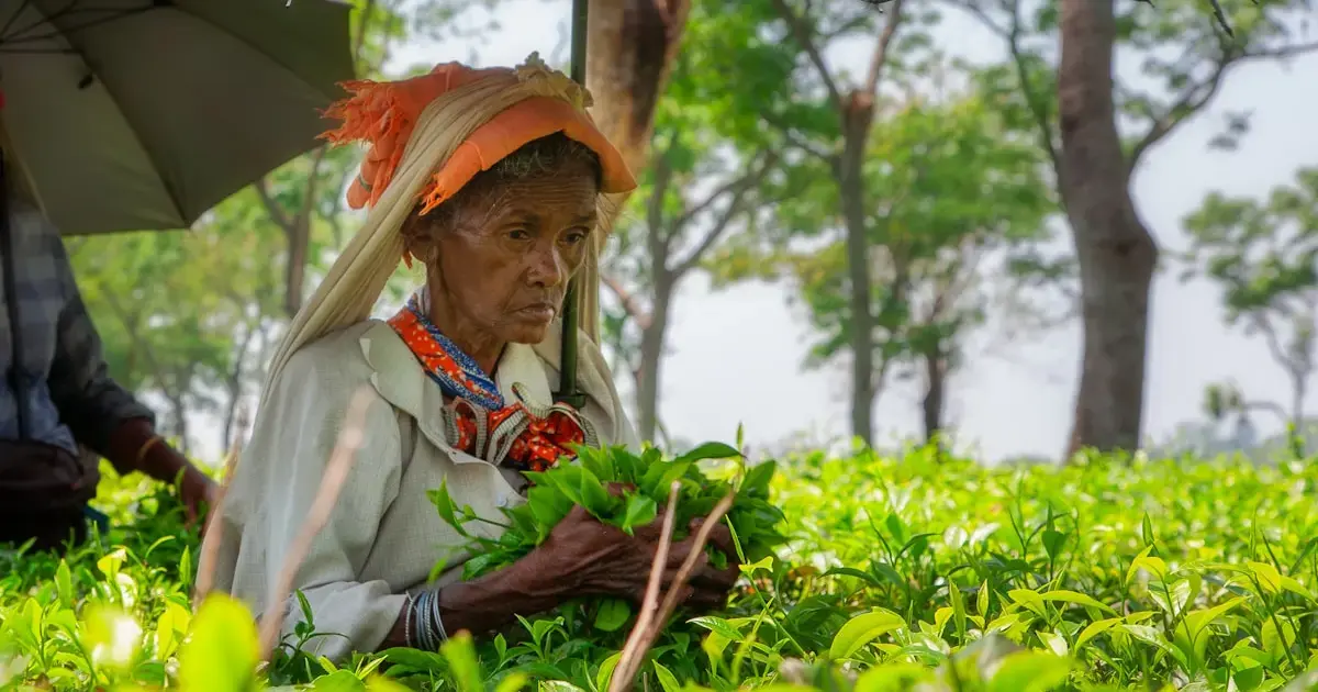 How Tea Upended Empires and Built Global Trade 7 Tea plantations in India
