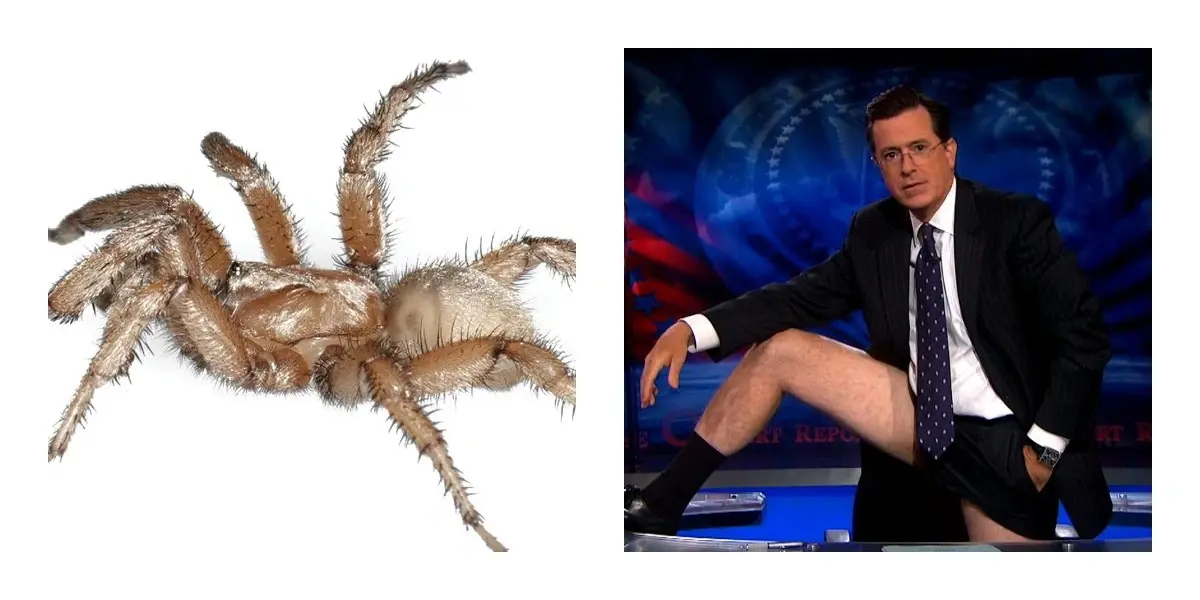 6 Celebrities With Species Named After Them 4 Stephen Colbert