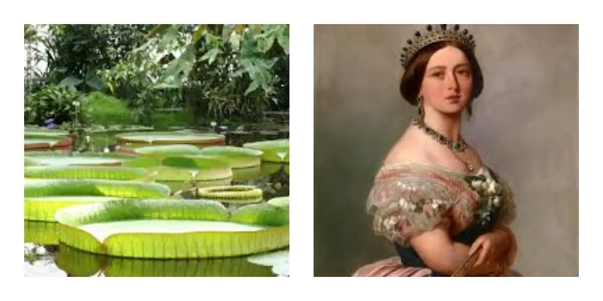 6 Celebrities With Species Named After Them 5 Queen Victoria