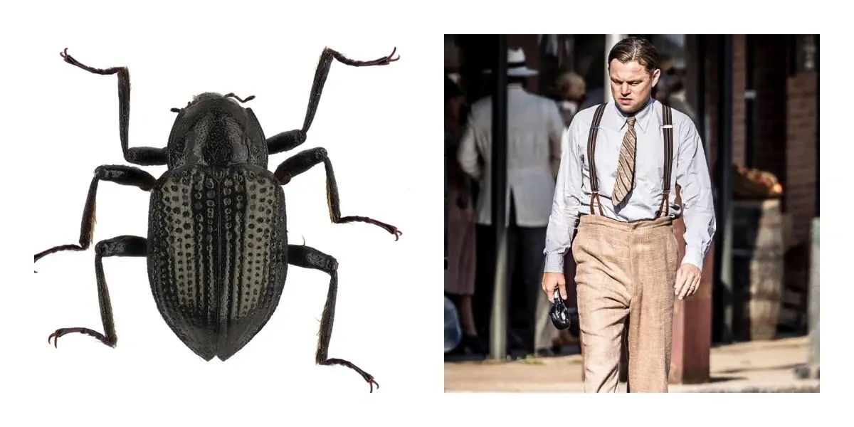 6 Celebrities With Species Named After Them 6 Leonardo DiCaprio