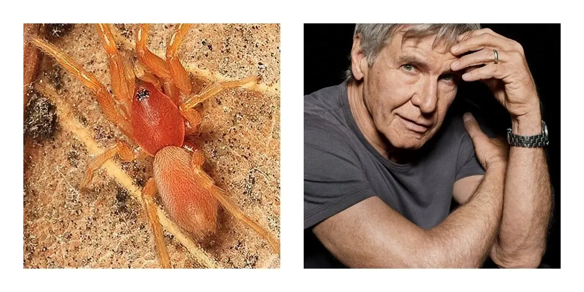 6 Celebrities With Species Named After Them 7 Harrison Ford