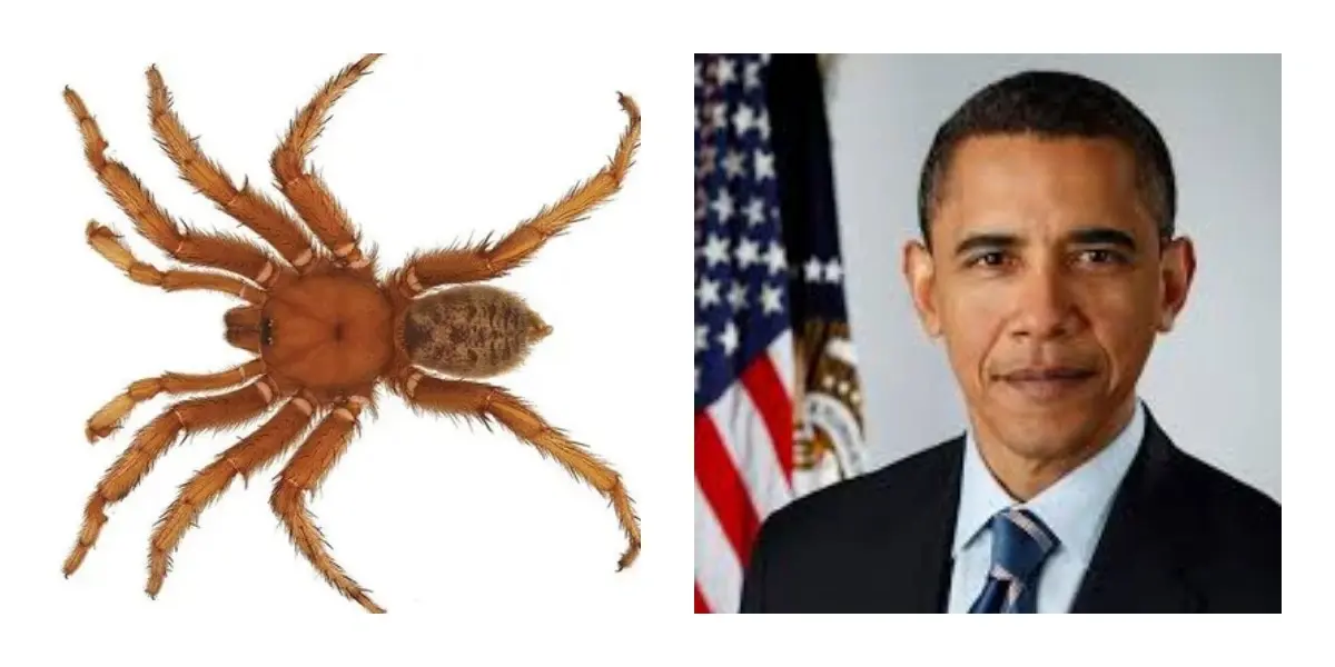 6 Celebrities With Species Named After Them 8 Barack Obama