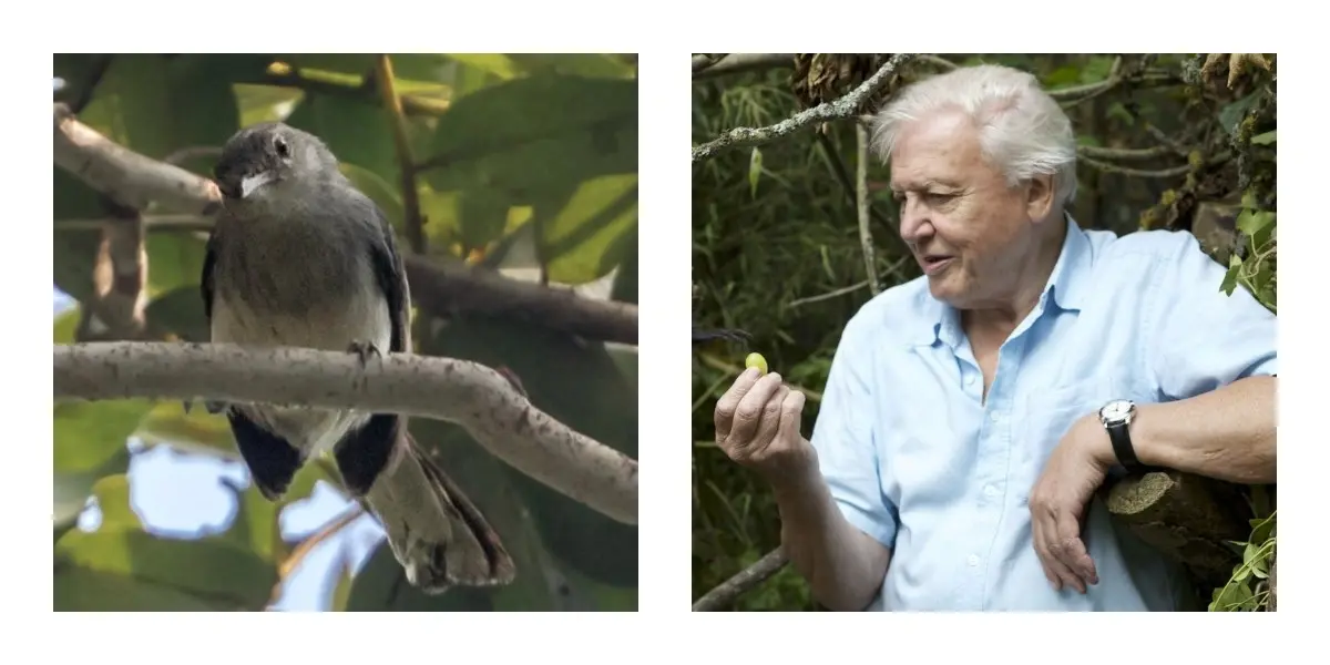 6 Celebrities With Species Named After Them 9 David Attenborough
