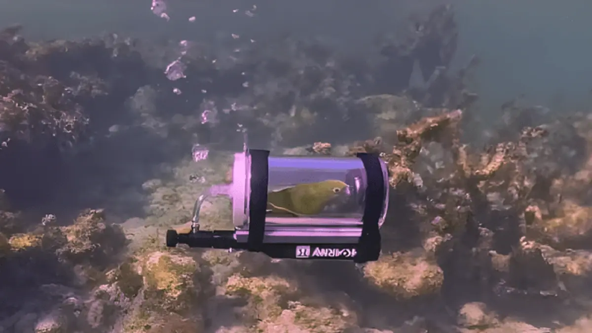 Bebe the Submariner: Parrot Explored the Bahamas in a Personal Submarine