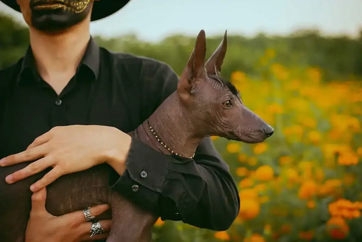Mexican hairless dog