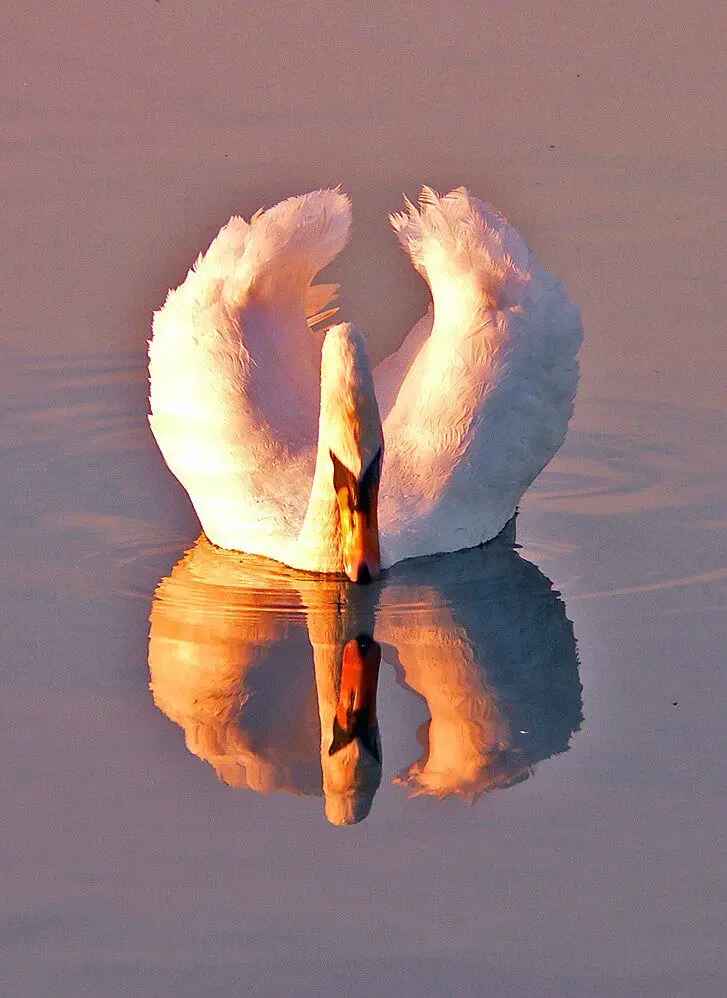 swan with its reflection in the water