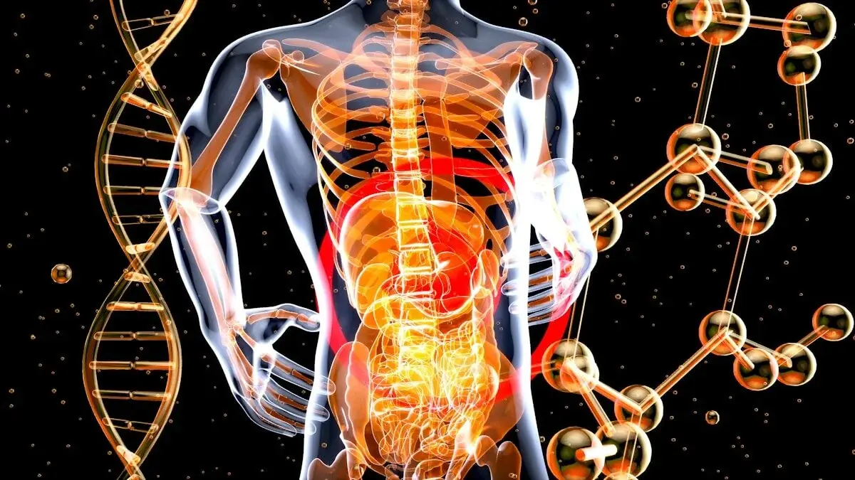 Human body and DNA