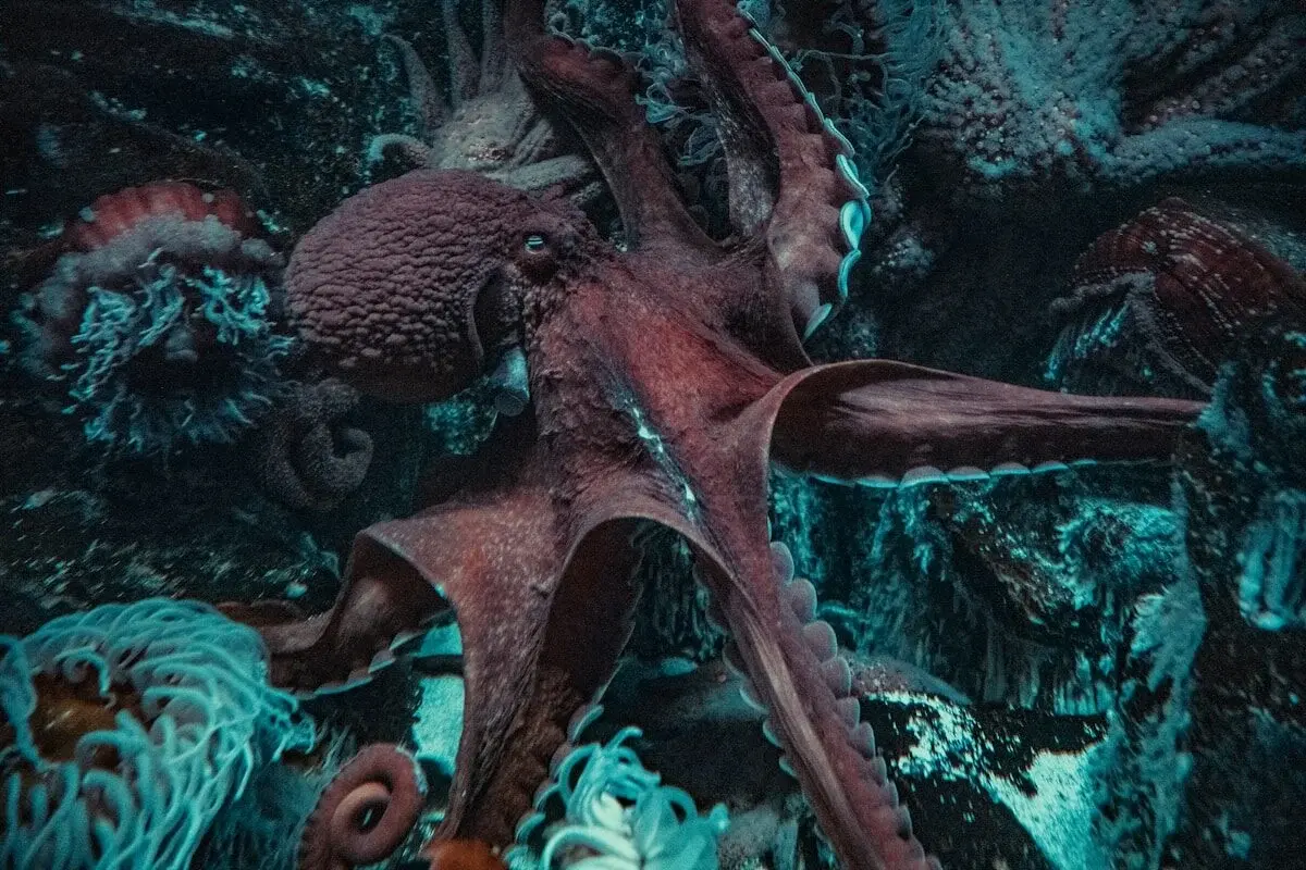 Real krakens: 100 million years ago 20-meter octopuses ruled the oceans