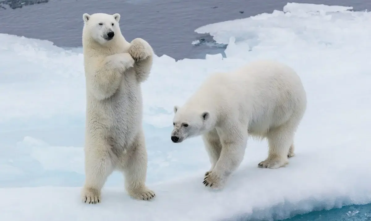 polar bears on the ice