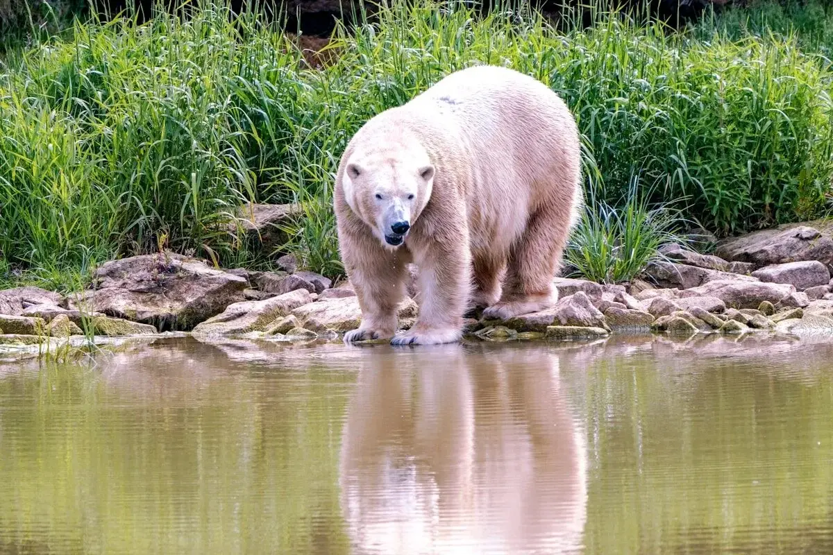 polar bear by the water