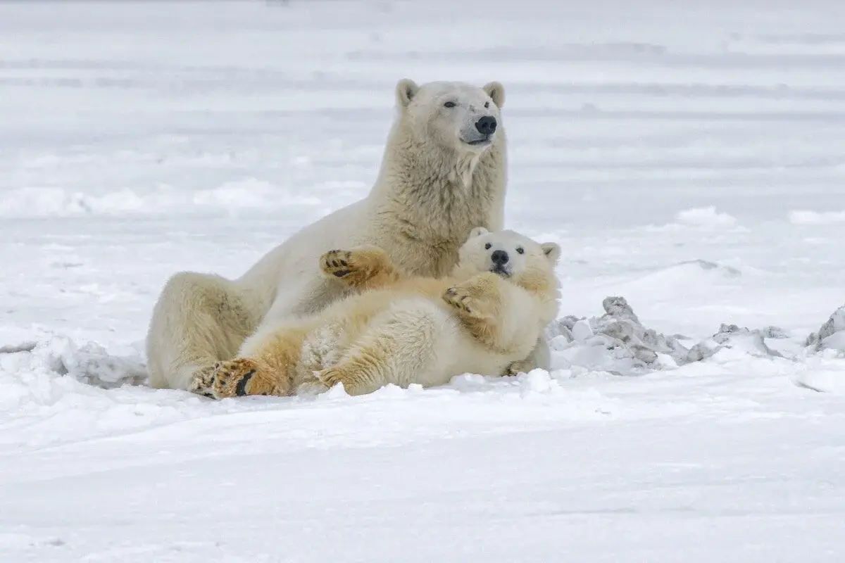 polar bears in the snow