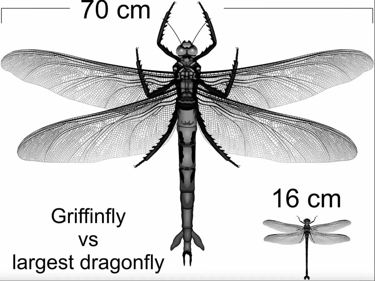 giant dragonfly